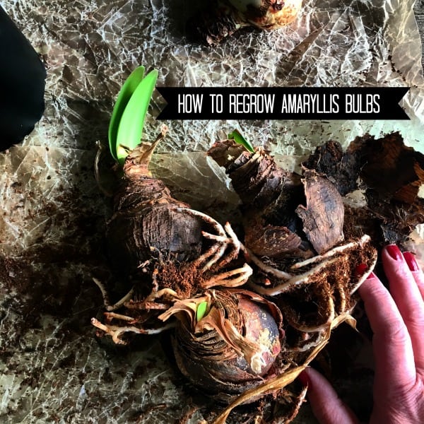 regrow-amaryllis
