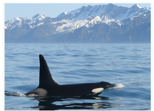 orca quest cruise