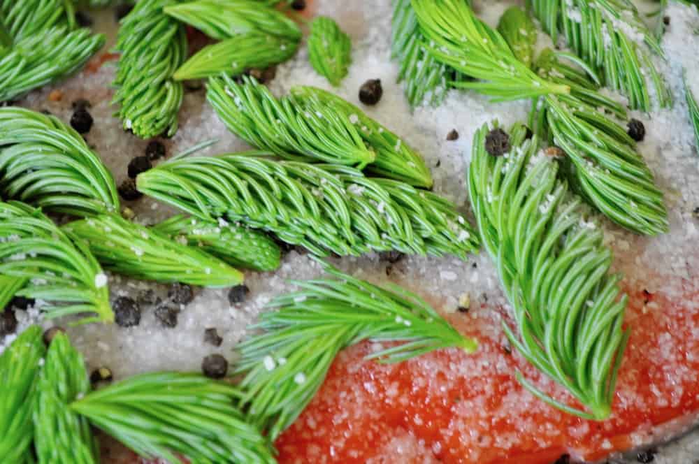 Spruce Tips Gravlax recipe