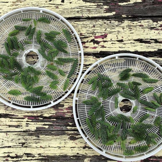 spruce tips drying for tea