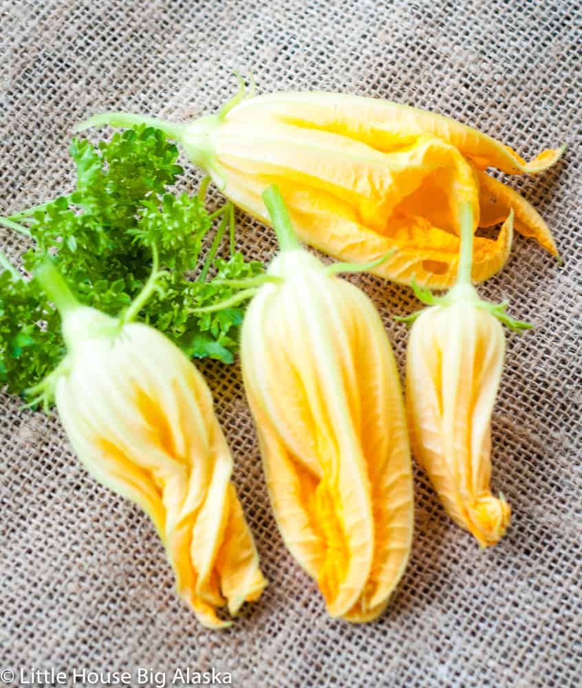 Fresh squash blossoms and a spring of parsley on burlap. 