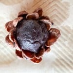 A chocolate dessert shaped like a flower with a smooth, dark center sits on a textured brown surface, reminiscent of decadent Chocolate Pinecone Truffles.
