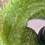 Close-up view of green pesto sauce in a food processor with a visible metal blade.